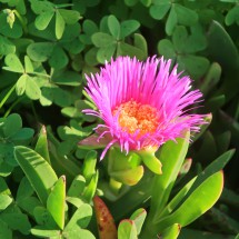 Flower on the beach Playa Honda on the southern shore of Mar Menor